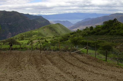 Farmaceuticos en Accion Ecuador Huerto comunitario